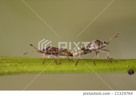 on a branch and reproduction 21329764