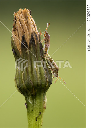 palomena prasina on a flower and reproduction palomena prasina on a flower and reproduction 21329765