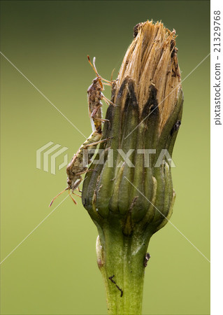 prasina on a flower and reproduction 21329768