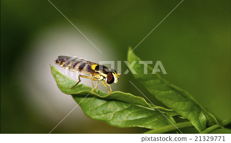 side wild fly diptera syrphidae side wild fly diptera syrphidae 21329771