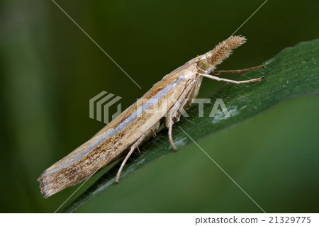 side of wild brown orange butterfly trichoptera 21329775