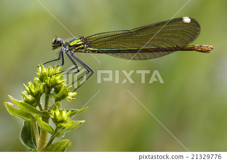 side of wild gold green dragonfly coenagrio  21329776