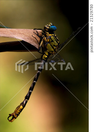 wild black yellow dragonfly imperator wild black yellow dragonfly imperator 21329780