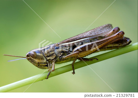 brown  grasshopper chorthippus brunneus in 21329781