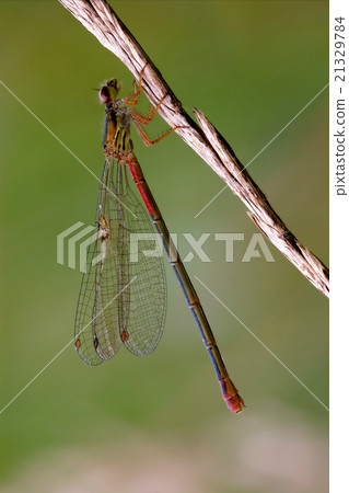 wild red black dragonfly coenagrion wild red black dragonfly coenagrion 21329784