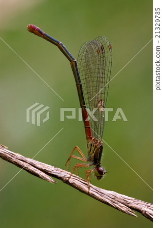 dragonfly coenagrion puella on a flower in t dragonfly coenagrion puella on a flower in t 21329785