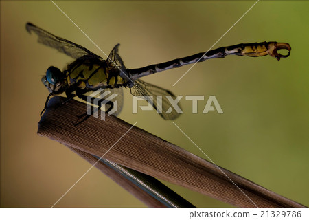 side   wild  yellow black dragonfly a  21329786