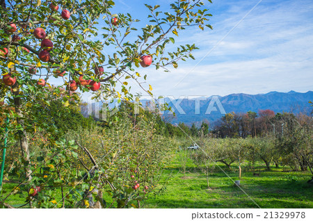 When apples grow November When apples grow November 21329978