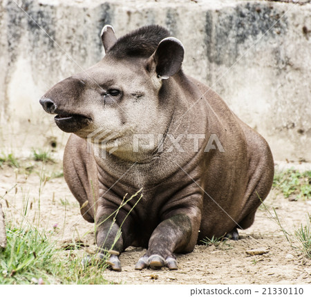 tapir, south american tapir, tapirus terrestris 21330110