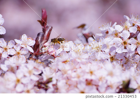 Benihasumomo 21330453