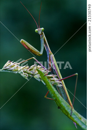 mantodea in the flowering bush mantodea in the flowering bush 21330749