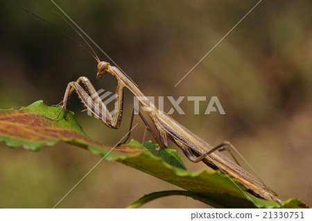 mantodea on a green mantodea on a green 21330751