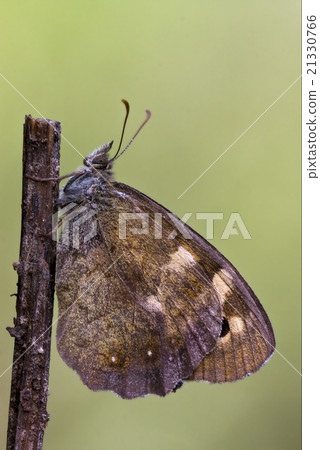 side of  butterfly 21330766