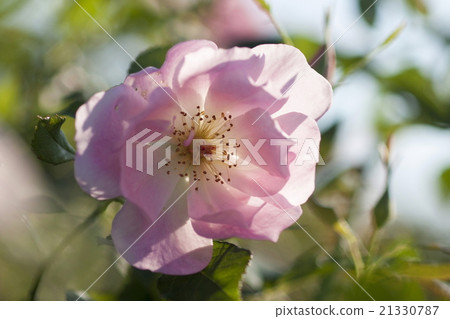 Rose of pink 21330787