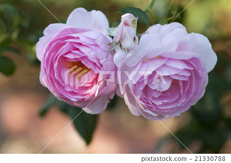 Rose of pink Rose of pink 21330788