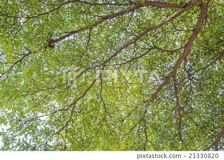 Green leaves background 21330820