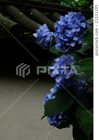 hydrangea hydrangea 21331205