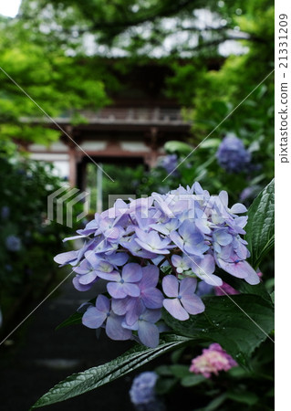 繡球 繡球 21331209