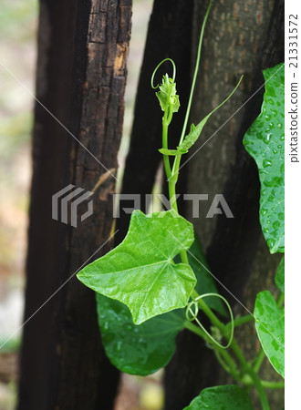 chayote green leaves creeping on dark colour wood chayote green leaves creeping on dark colour wood 21331572
