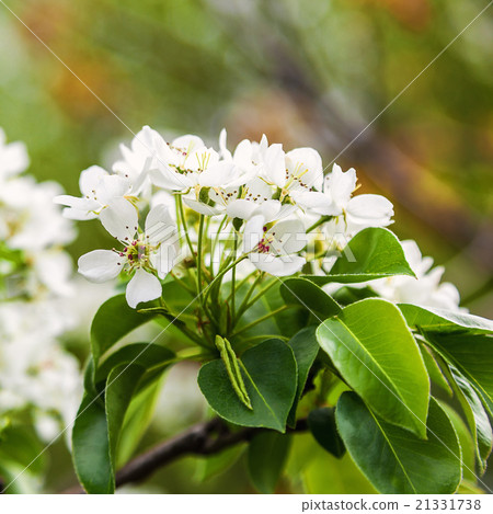 Blossoming branch of a pear tree. Blossoming branch of a pear tree. 21331738