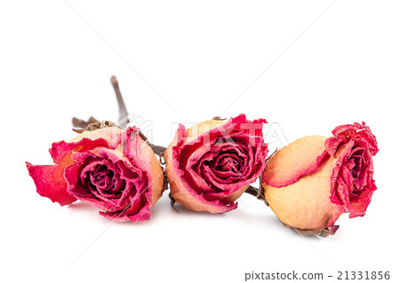 Dry red rose on white background. Dry red rose on white background. 21331856