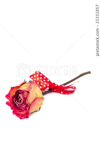 Dry red rose on white background. Dry red rose on white background. 21331857