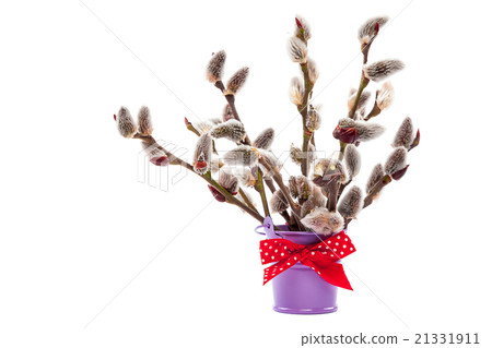 Branches of willow blossoming in a bucket 21331911