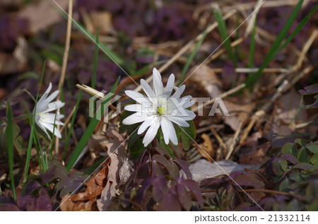 Azumaitege Azumaitege 21332114