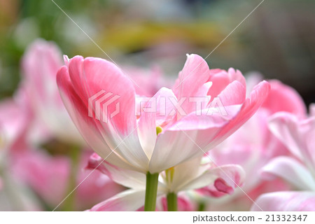 Tulip 21332347