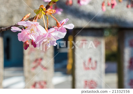 Pink Sakura, Cherry Blossom. most beautiful flower 21332556