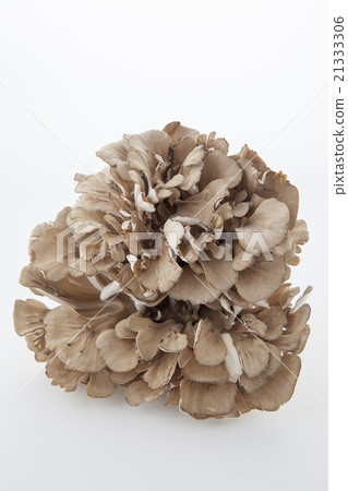 Maitake vertical position 21333306