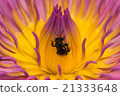 close up of pink lotus and bee 21333648