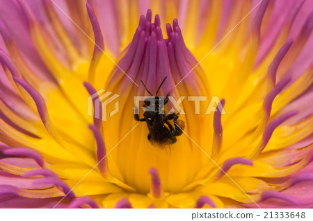 close up of pink lotus and bee close up of pink lotus and bee 21333648