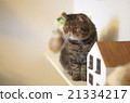 Indoor cat 21334217