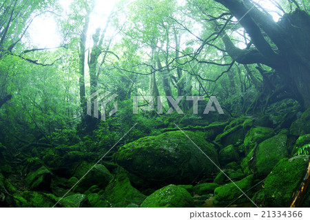 屋久島莫斯和Primord Forest Primori的公主森林 21334366