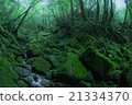 Yakushima moss and virgin forest 21334370