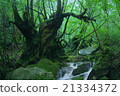 Yakushima moss and virgin forest 21334372