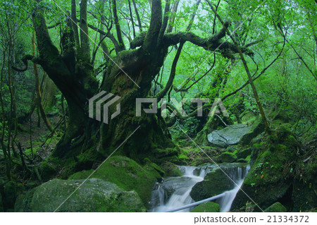 屋久島苔蘚和原始森林 21334372