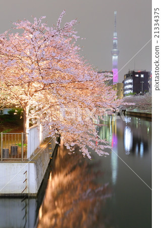 Sky tree and cherry blossoms light up 21334375