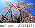 Taki cherry tree of Fukushima Miharu 21334384