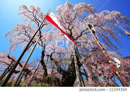Taki cherry tree of Fukushima Miharu 21334384