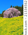 Cherry blossoms and rape blossoms at the battlefield 21334562