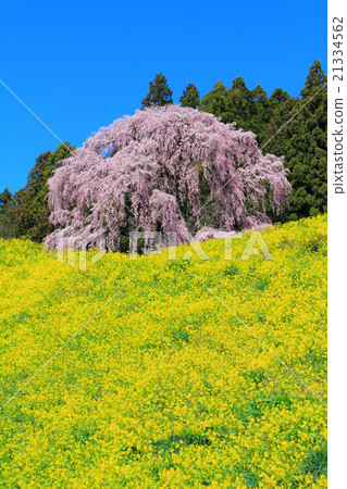 Cherry blossoms and rape blossoms at the battlefield 21334562