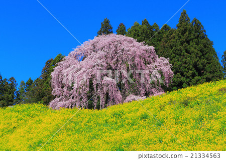 Cherry blossoms and rape blossoms at the battlefield 21334563