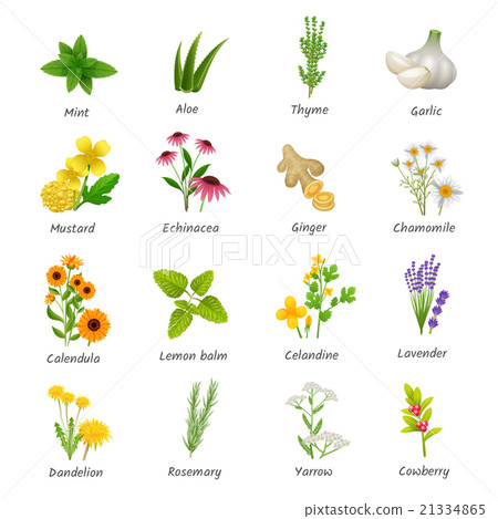 Medicinal Herbs Plants Flat Icons Set Medicinal Herbs Plants Flat Icons Set 21334865