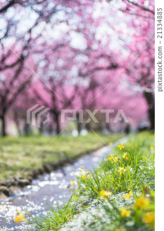 古河綜合公園莫莫節 古河綜合公園莫莫節 21334885