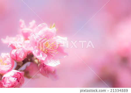 古河綜合公園莫莫節 21334889