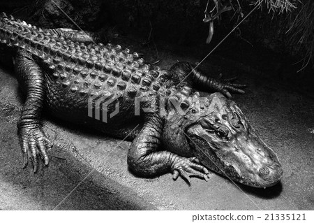 crocodile crocodile 21335121