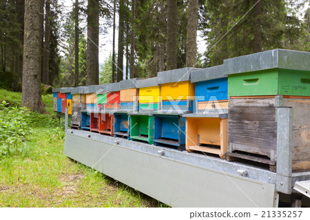 Line of hives 21335257