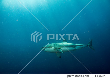 cage dive with White shark ready to attack 21336040